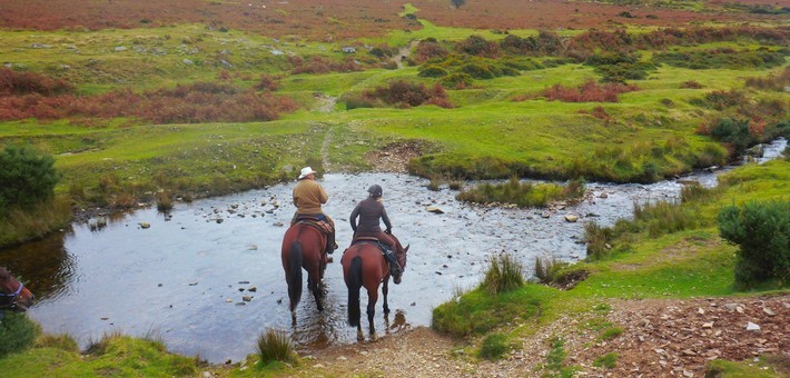 Convoyage de bétail et de chevaux en Angleterre
