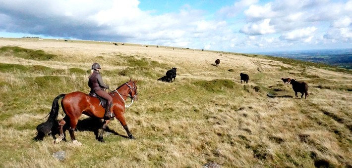 Convoyage de bétail et de chevaux en Angleterre
