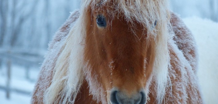 Séjour équestre hivernal en Suède - Caval&go