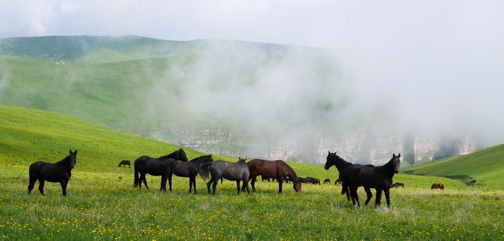 Transhumance automnale de chevaux en Géorgie - Caval&go