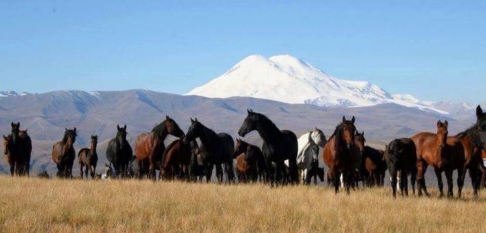 Randonnée équestre et transhumance de chevaux en Géorgie 