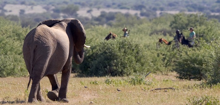 Safari à cheval de l'Afrique du sud au Botswana