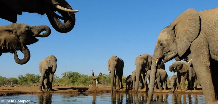 Safari à cheval au Botswana sur les terres des Géants