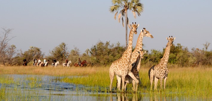 Safari à cheval au Botswana