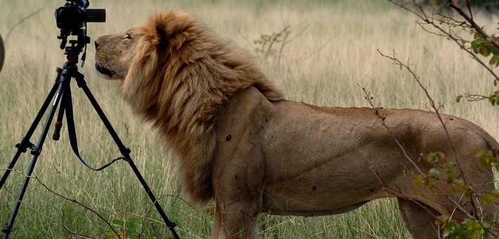 Safari à cheval au Botswana