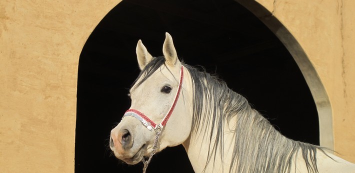 Safari à cheval en Namibie sur des pur-sang arabes - Caval&go