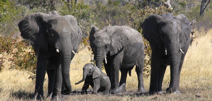 Safari à cheval au Botswana et exploration du delta de l