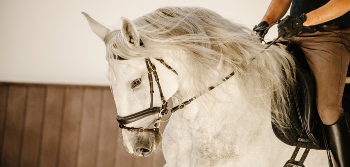 Séjour dressage au Portugal - caval&go