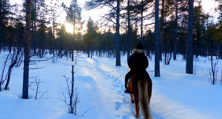 Court séjour à cheval hivernal en Laponie Suédoise
