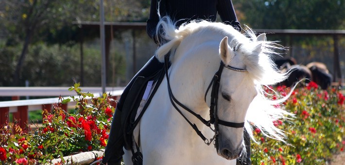 Stage de dressage et randonnée équestre à Séville - Caval&go