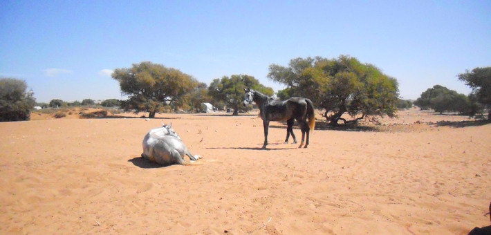 Randonnée équestre entre plages et palmeraies au Maroc - Caval&go